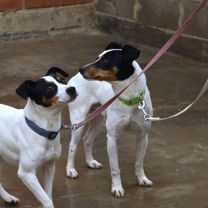 Rocky Y Blanca2